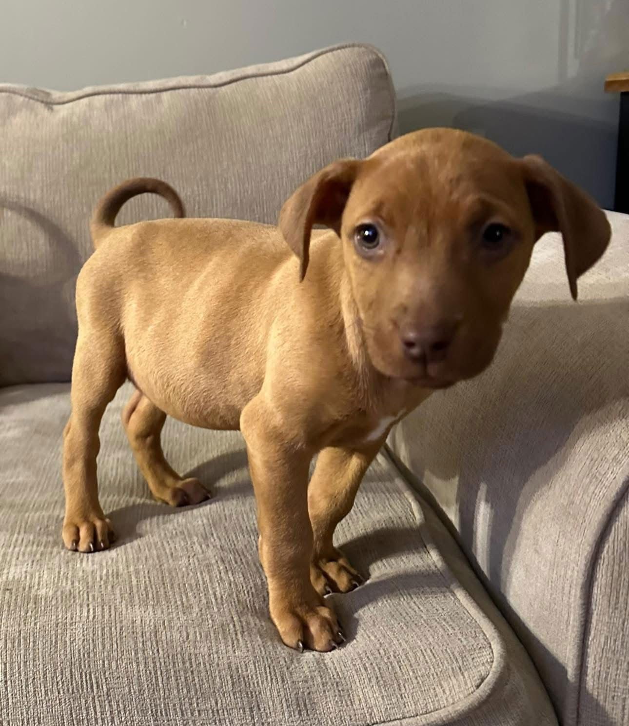 Chick-A-Boom - Photo 3