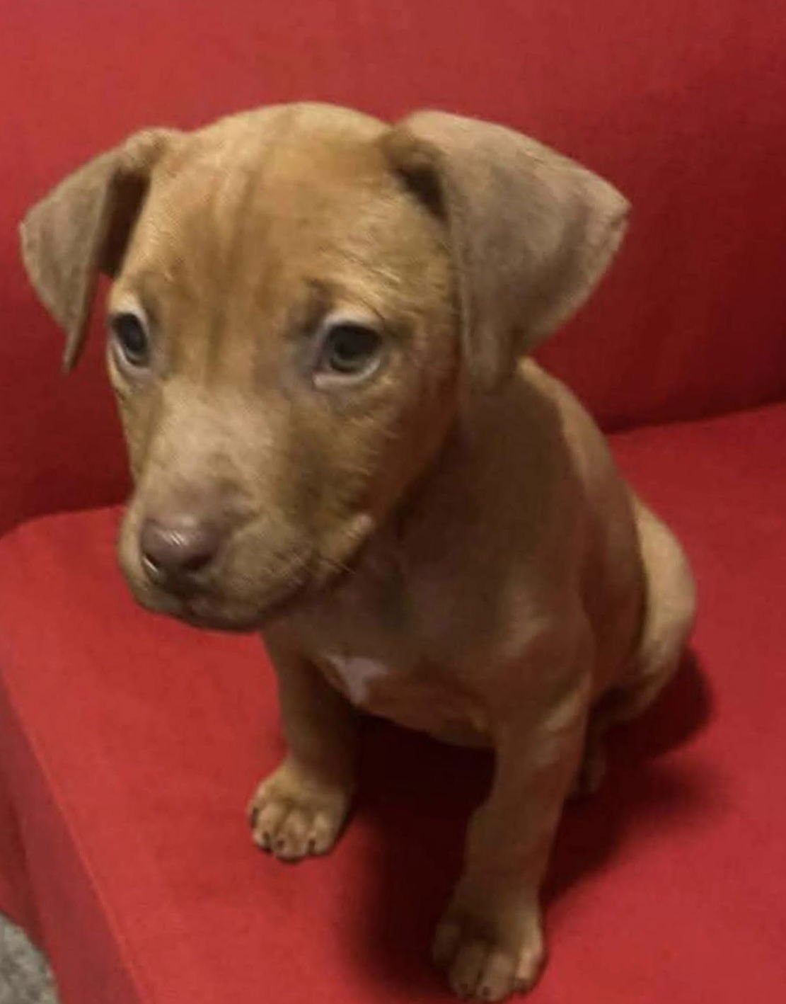 Chick-A-Boom - Photo 5