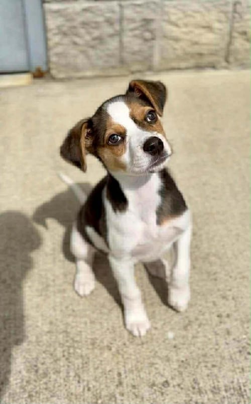 CASHIUS HOWL - Beagle available for adoption