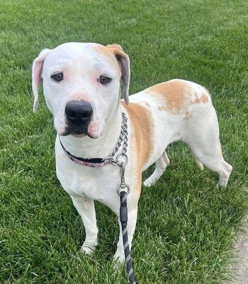 KIMBA - Hound available for adoption