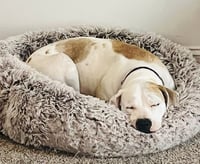 Kimba - Photo 4