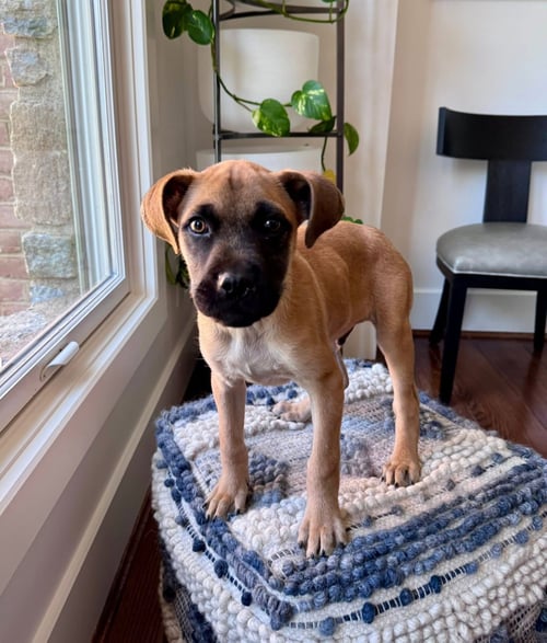 RIGGS MCSNIFFS - Boxer available for adoption
