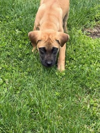 Riggs McSniffs - Photo 4