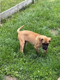 Riggs McSniffs - Photo 5