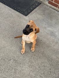 Riggs McSniffs - Photo 6