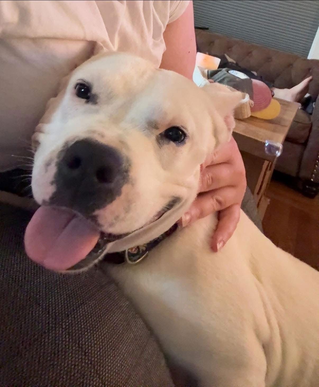 PRINCESS BRISKET - American Pit Bull Terrier available for adoption