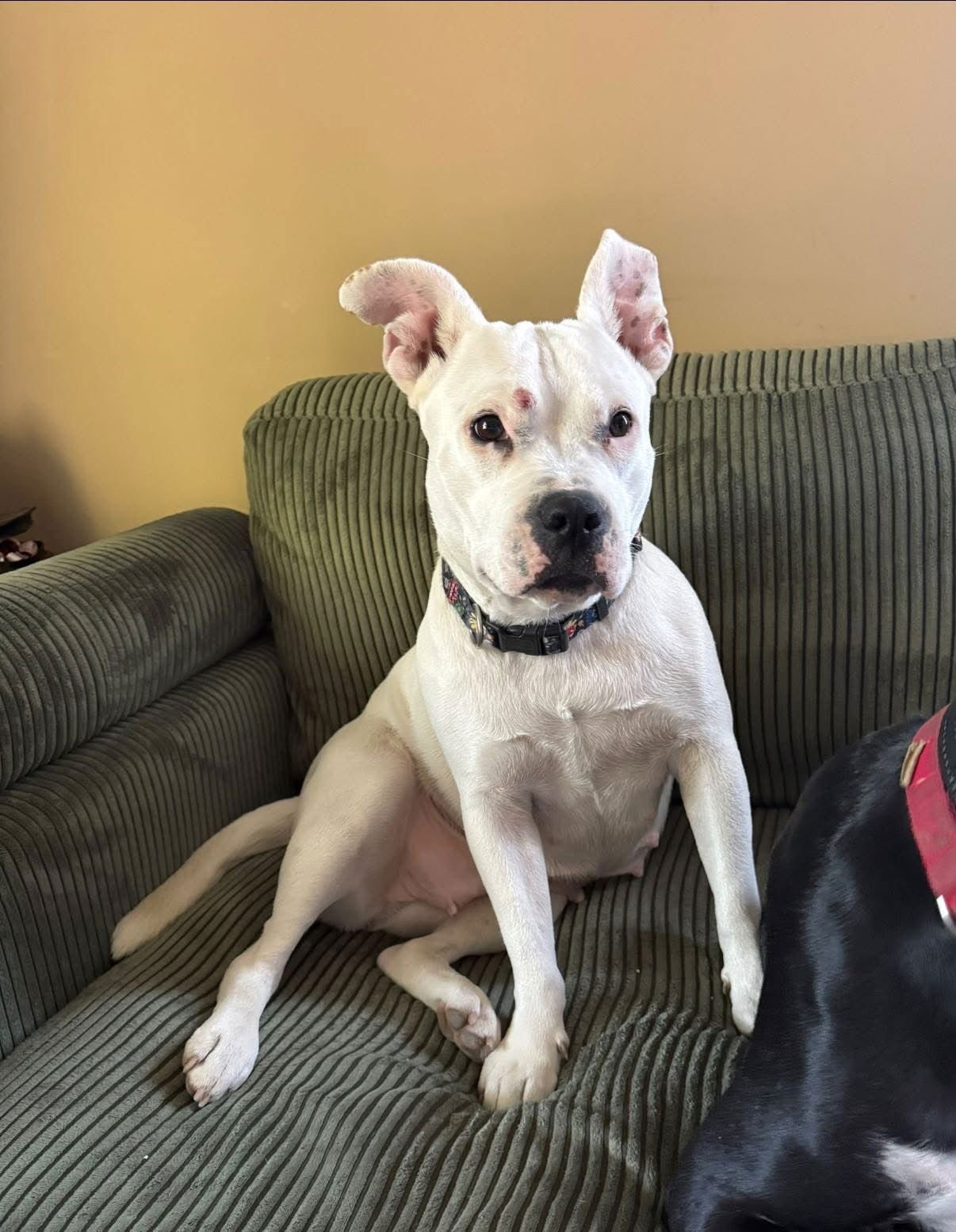 PRINCESS BRISKET - American Pit Bull Terrier available for adoption