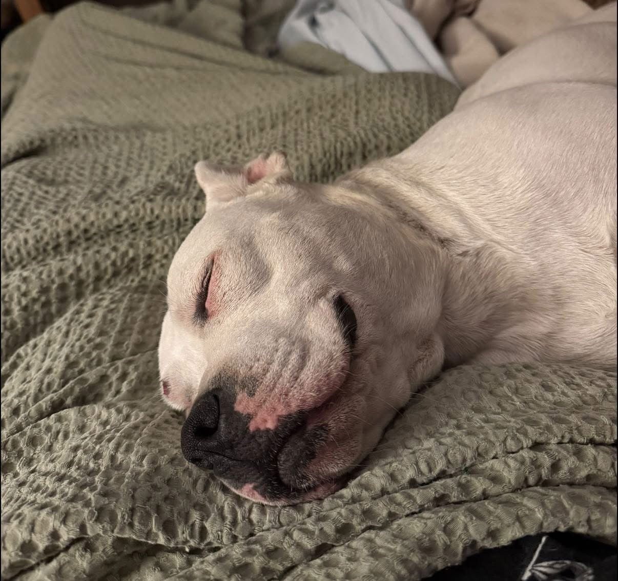 Princess Brisket - Photo 3