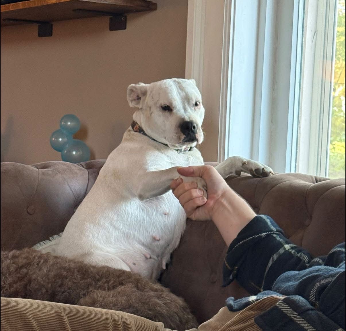 Princess Brisket - Photo 4