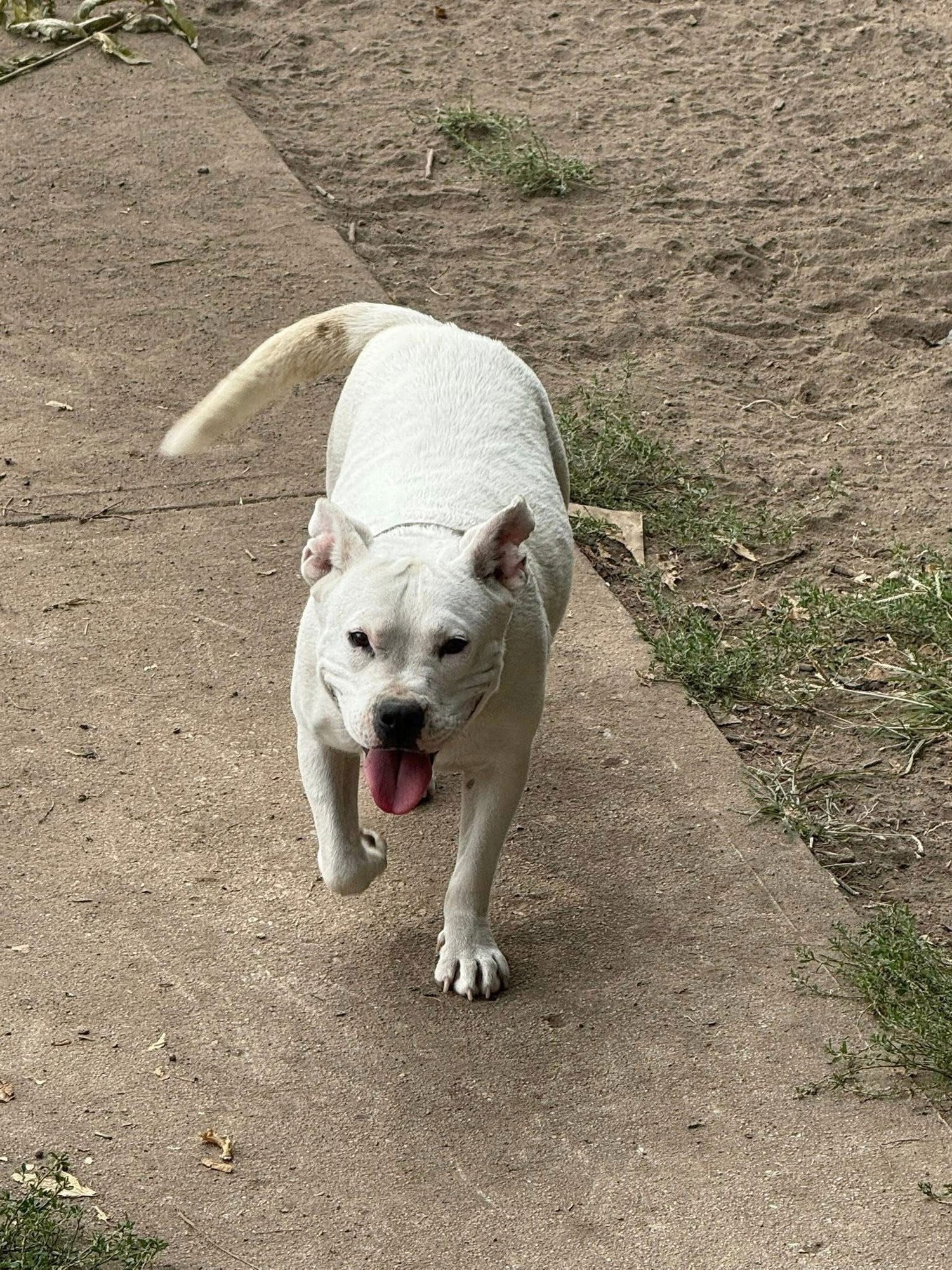 Princess Brisket - Photo 5