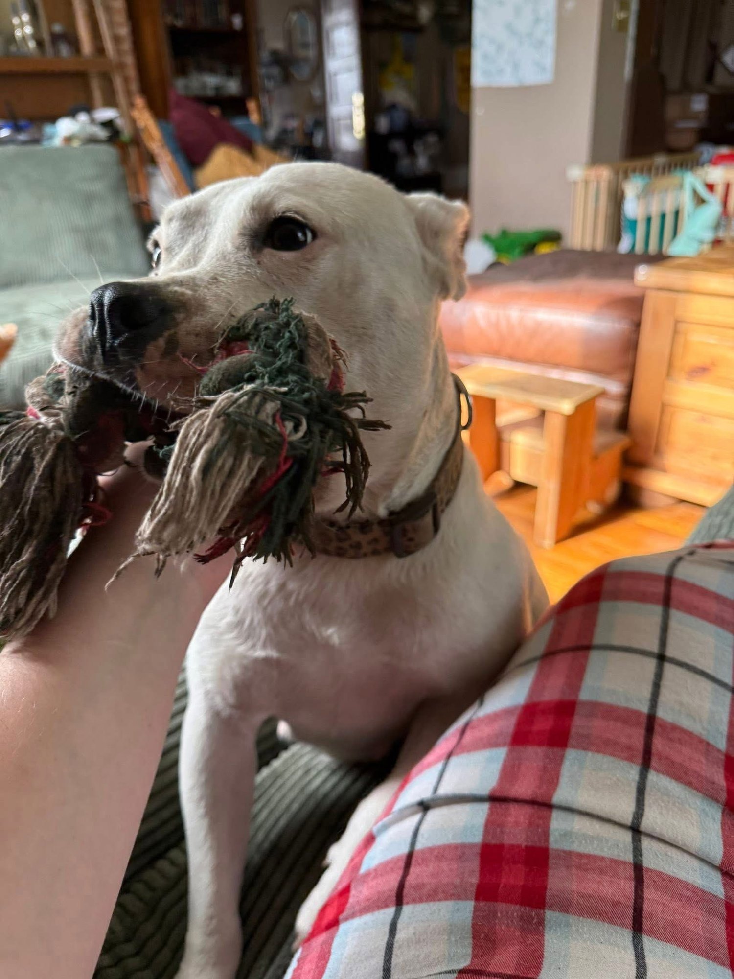 Princess Brisket - Photo 6