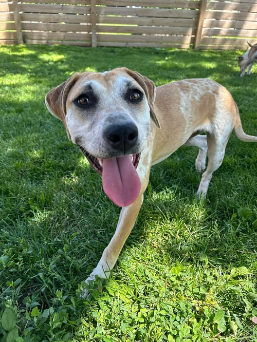 ELLIA - Hound available for adoption