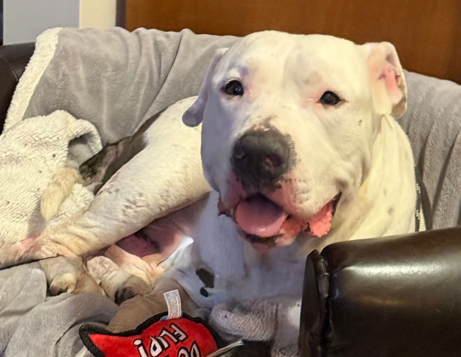 PINECONE - American Pit Bull Terrier available for adoption