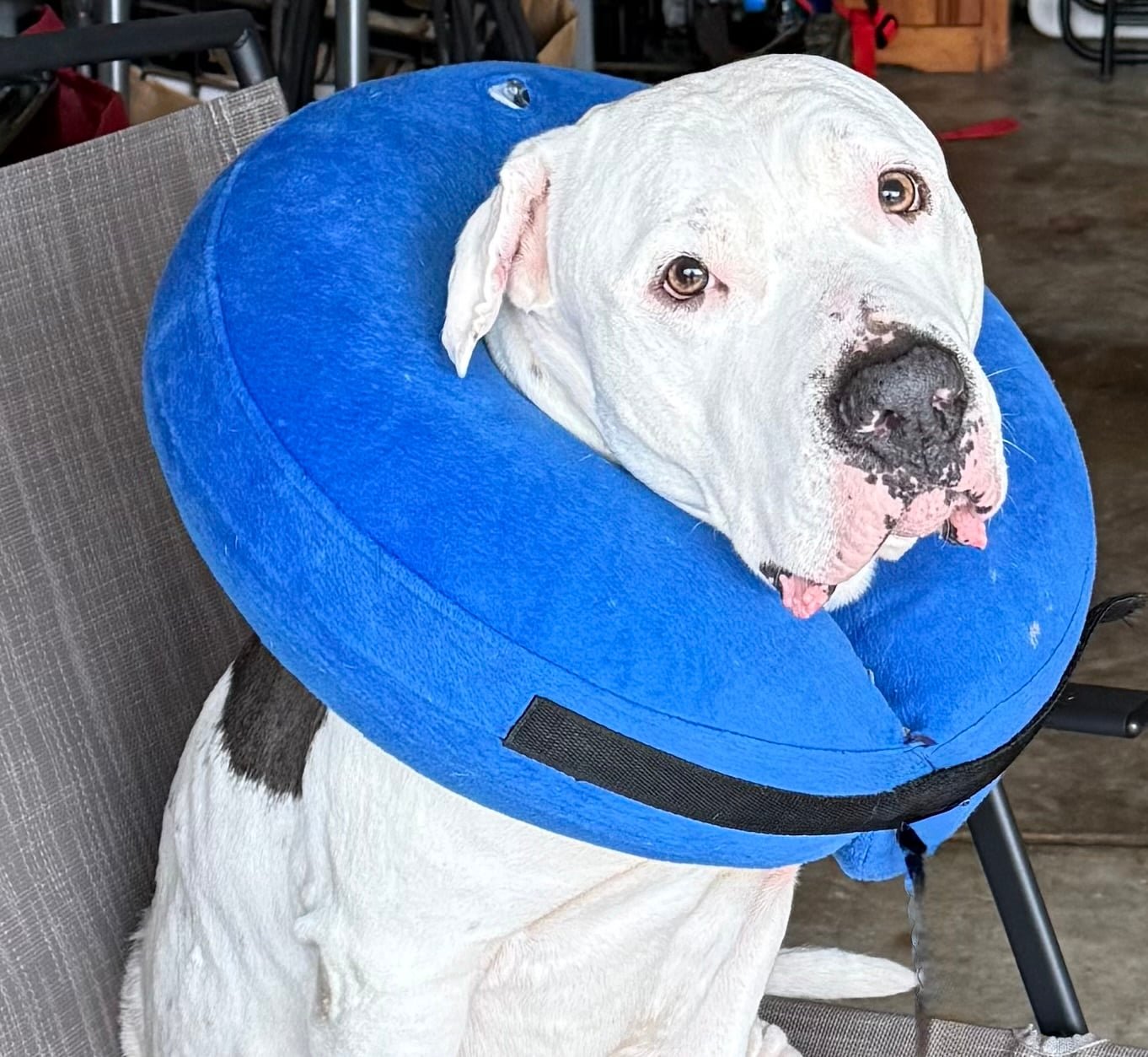 PINECONE - American Pit Bull Terrier available for adoption