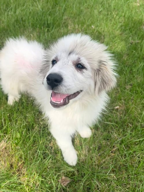 HOLLAND TULIP - Great Pyrenees available for adoption