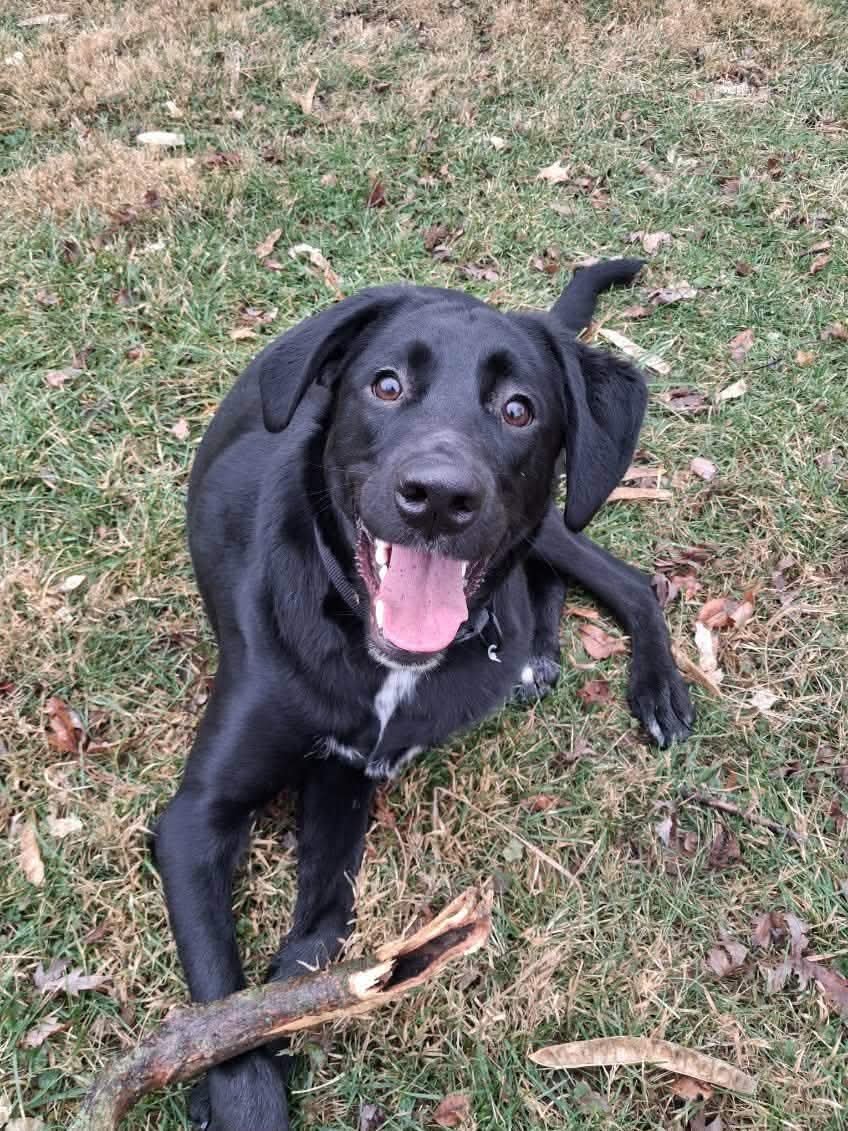 BRUCE MARVEL - Black Labrador Retriever available for adoption