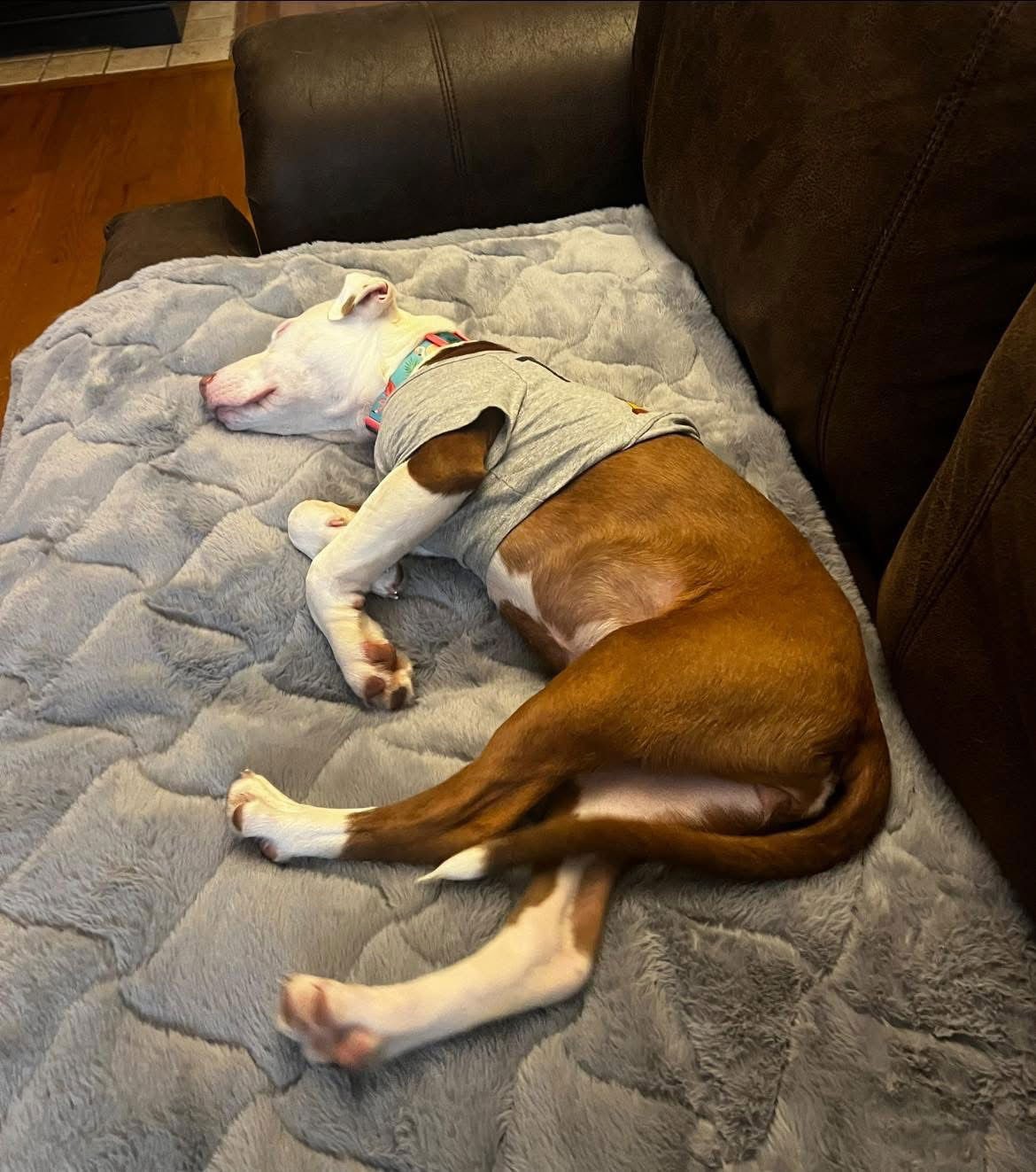 SUGAR PINE - American Pit Bull Terrier available for adoption