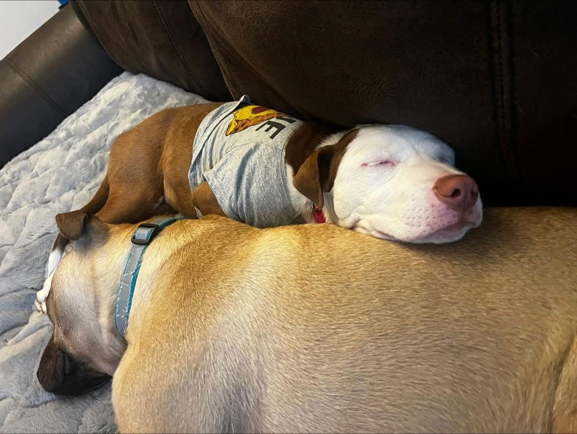 Sugar Pine - Photo 3