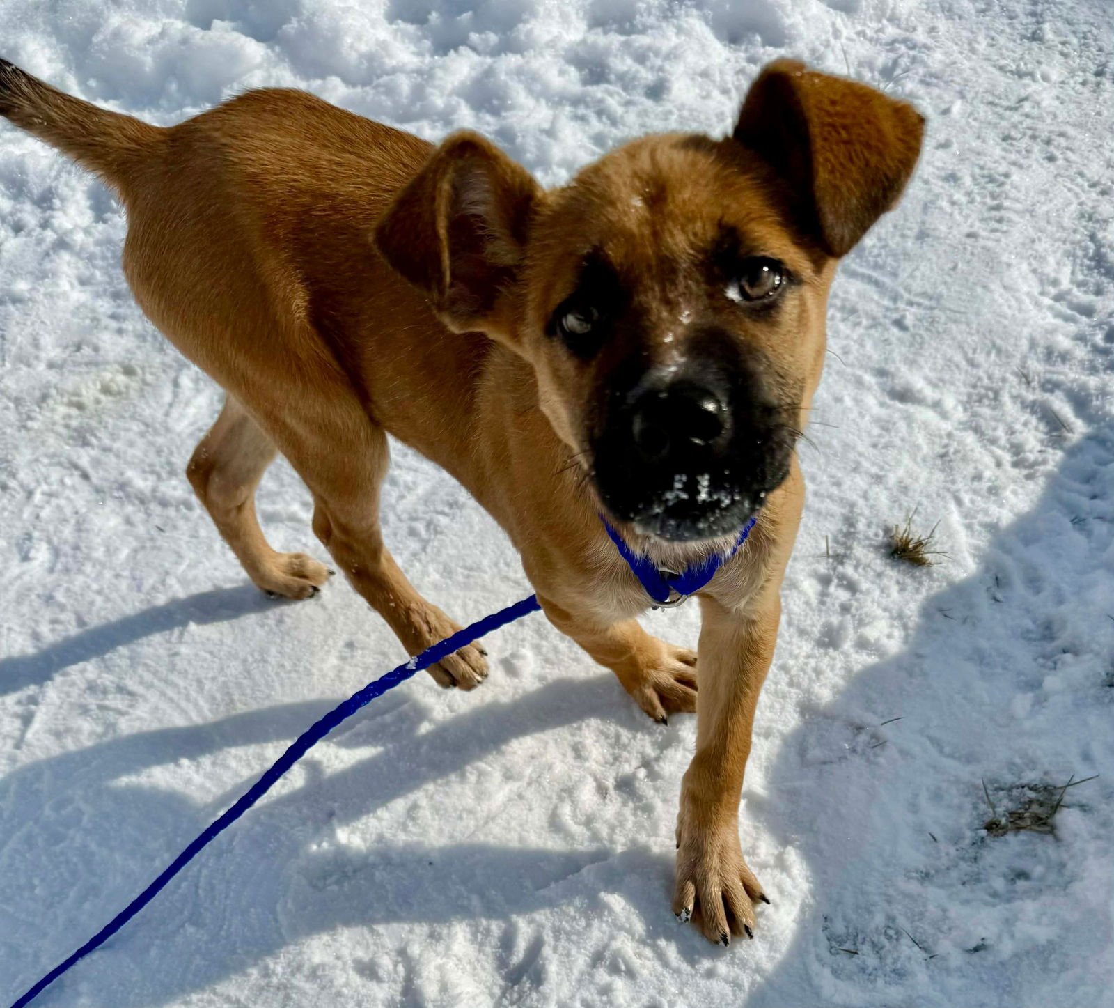 MASHIE - Shepherd available for adoption