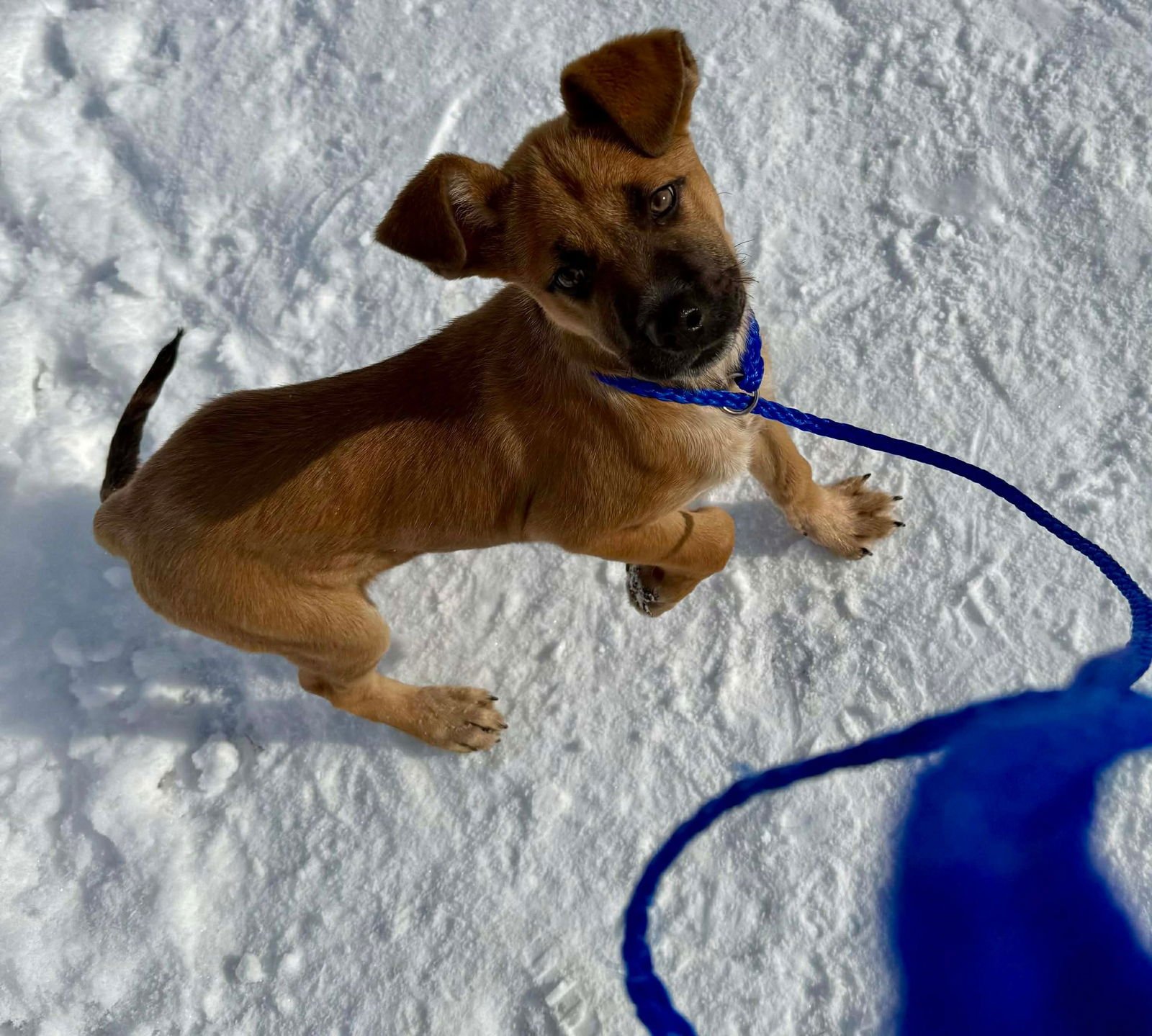 MASHIE - Shepherd available for adoption