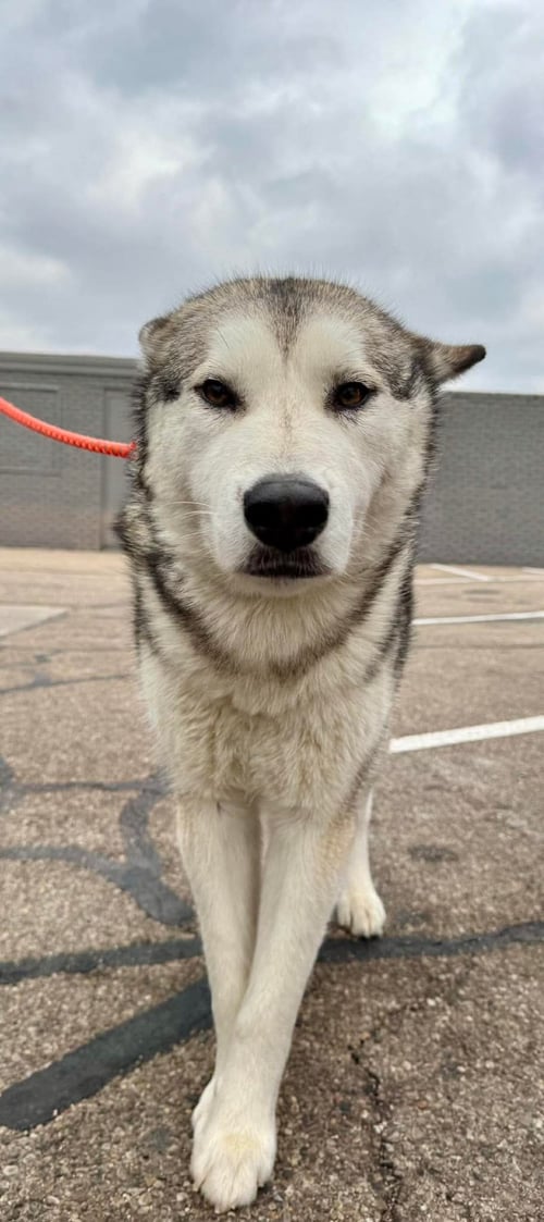 LUNA AT LARGE - Husky available for adoption