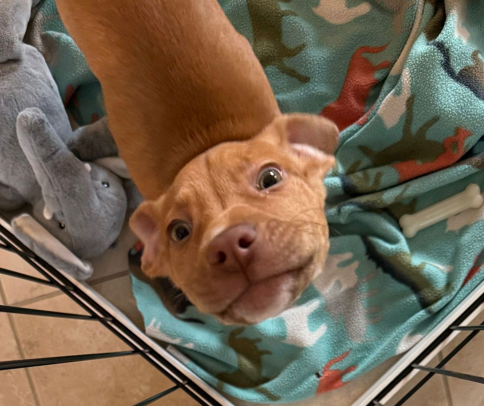 MASUR - American Pit Bull Terrier available for adoption