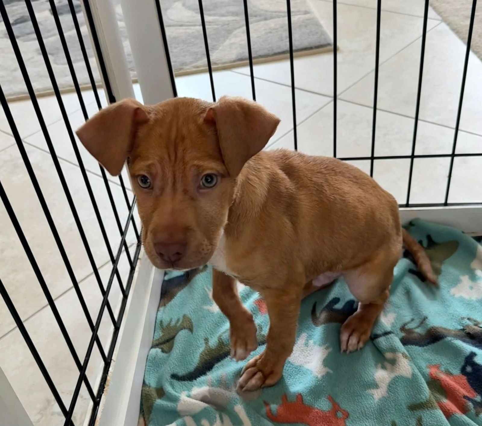 MASUR - American Pit Bull Terrier available for adoption