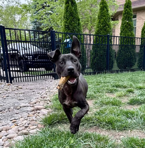 ARDMORE - American Pit Bull Terrier available for adoption