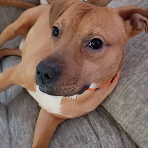 TOBLERONE - American Pit Bull Terrier available for adoption