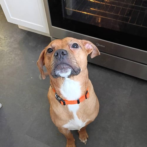 TOBLERONE - American Pit Bull Terrier available for adoption