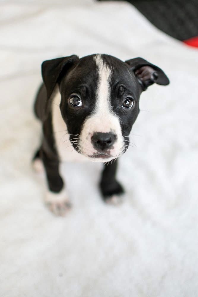 BUZZ LIGHTYEAR - Unknown available for adoption