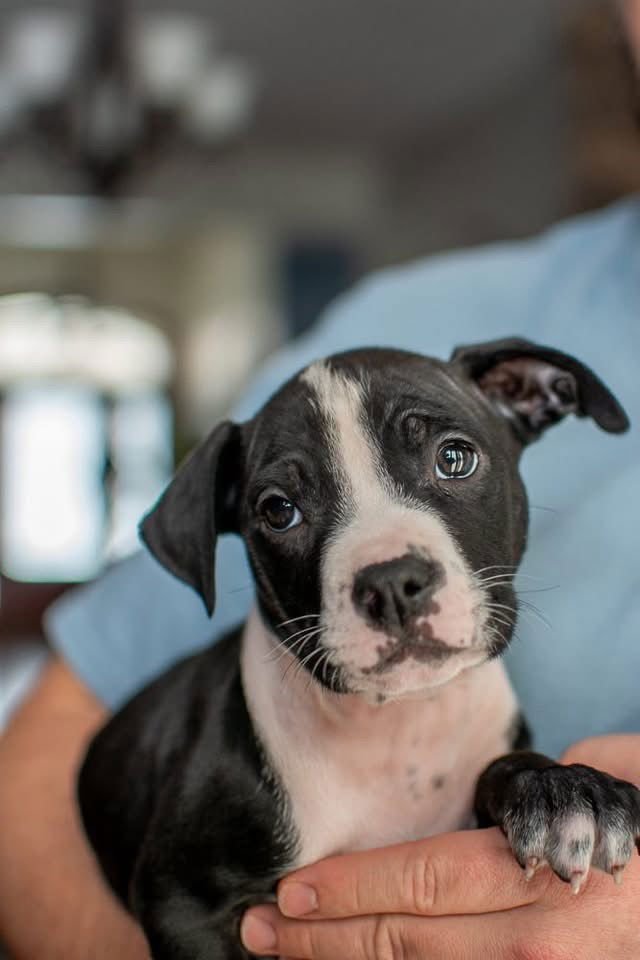 BUZZ LIGHTYEAR - Unknown available for adoption