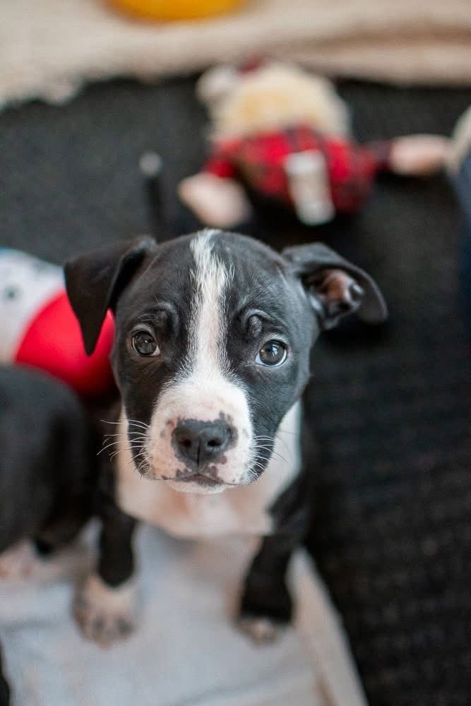 Buzz Lightyear - Photo 3