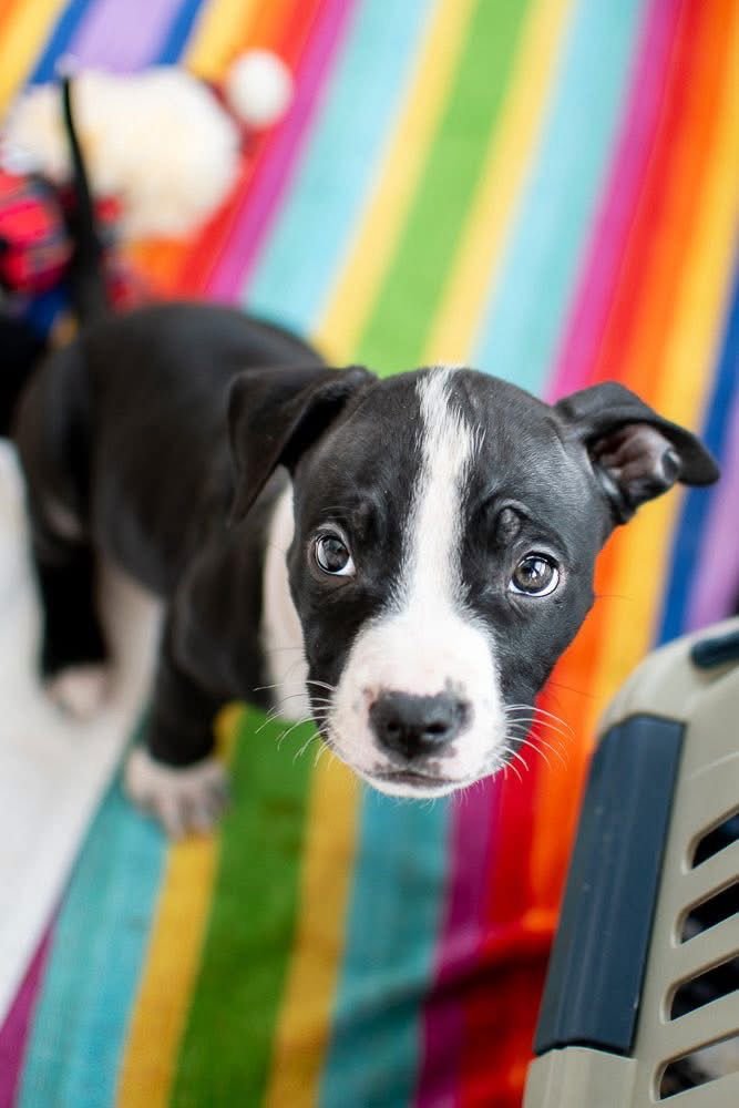 Buzz Lightyear - Photo 4