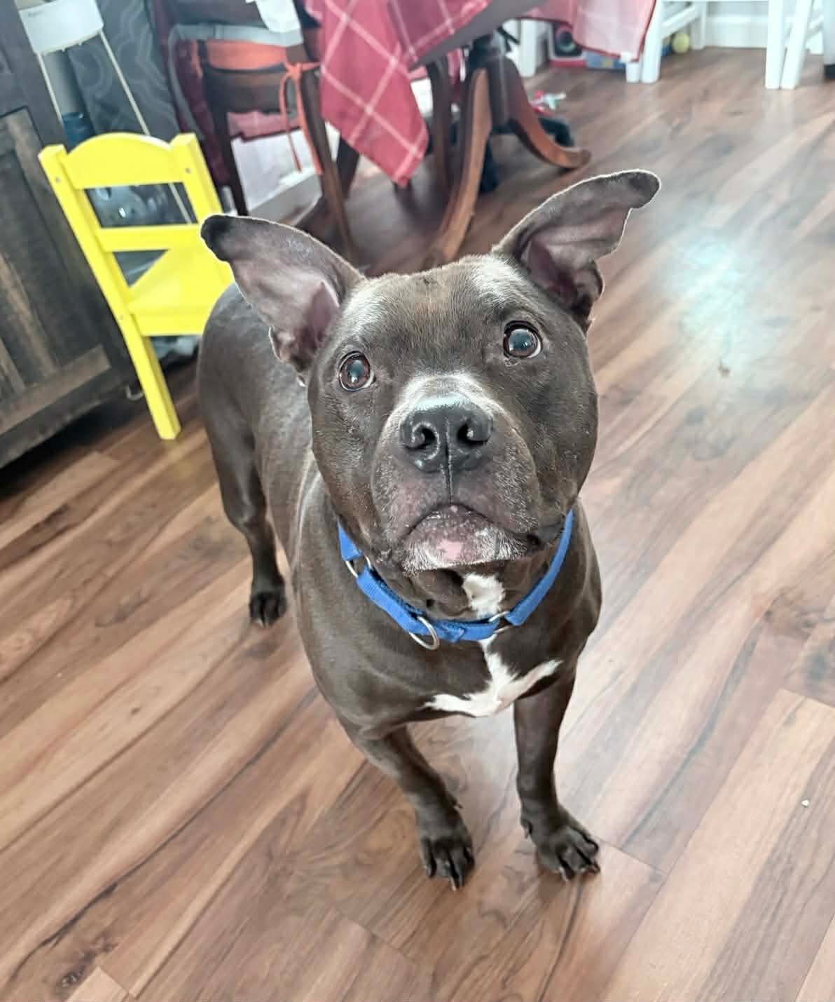 RONI - American Pit Bull Terrier available for adoption