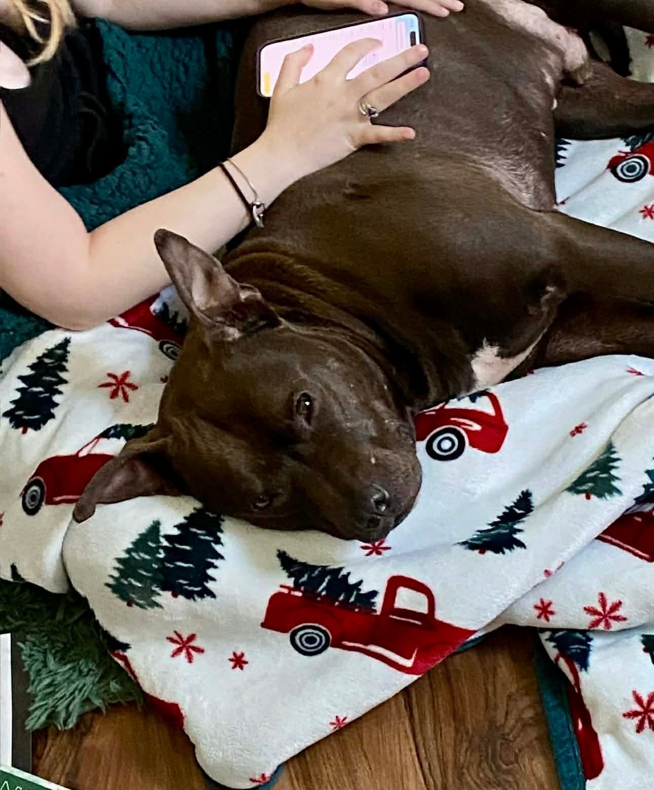 RONI - American Pit Bull Terrier available for adoption