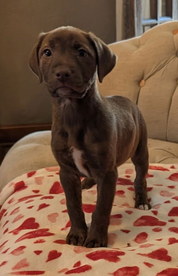 PONYO - Labrador Retriever available for adoption