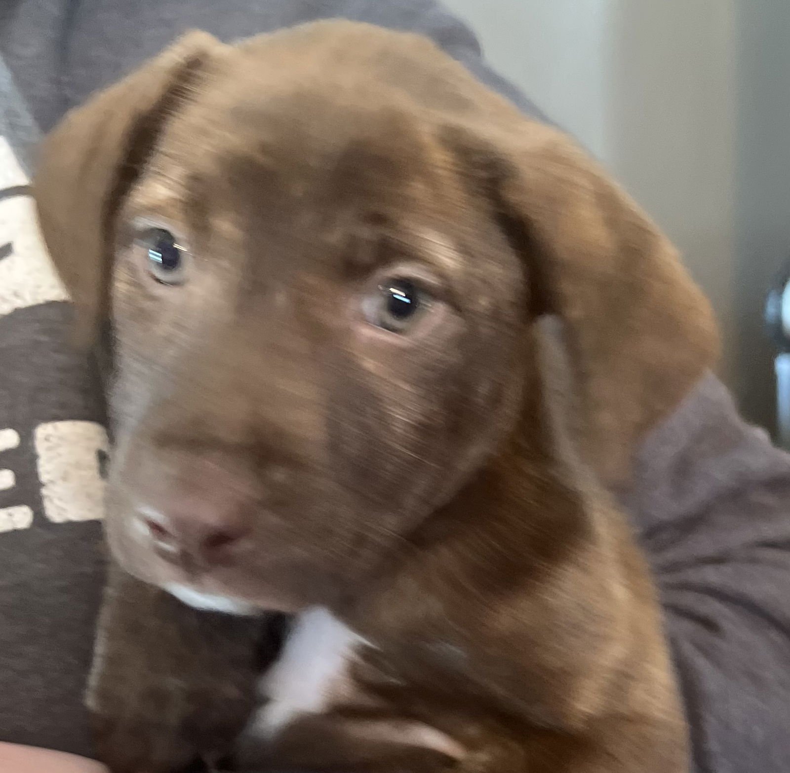 PONYO - Labrador Retriever available for adoption