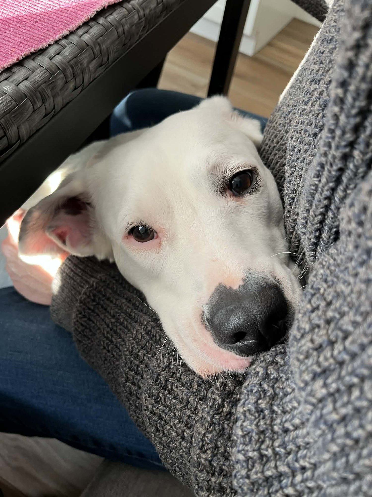 YUKI - Boxer available for adoption