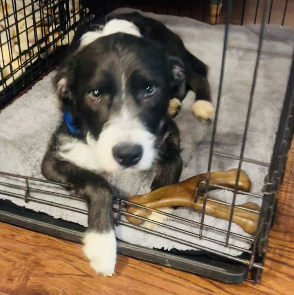 BOULDER - Terrier available for adoption