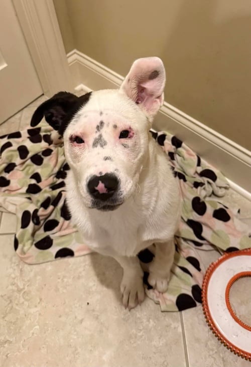 PINTO - American Bulldog available for adoption