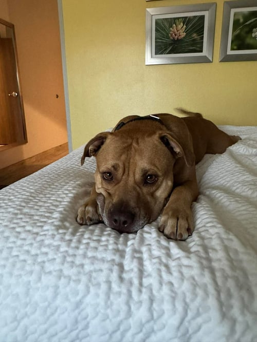 KROSS - American Pit Bull Terrier available for adoption
