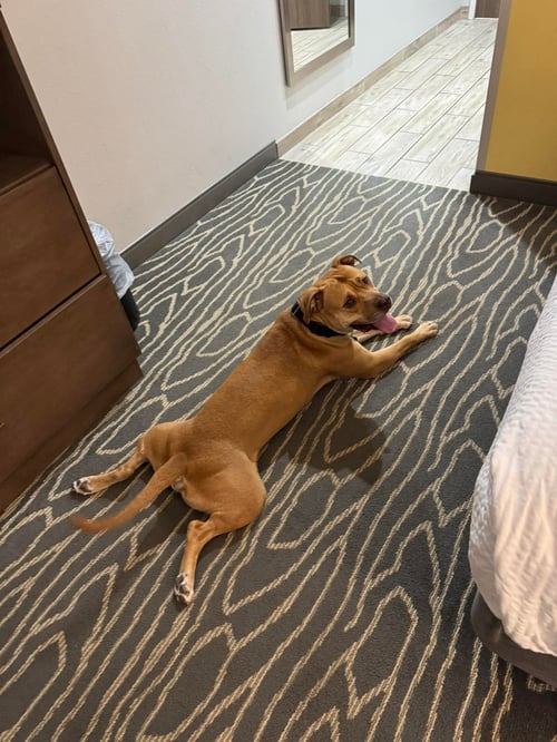 KROSS - American Pit Bull Terrier available for adoption