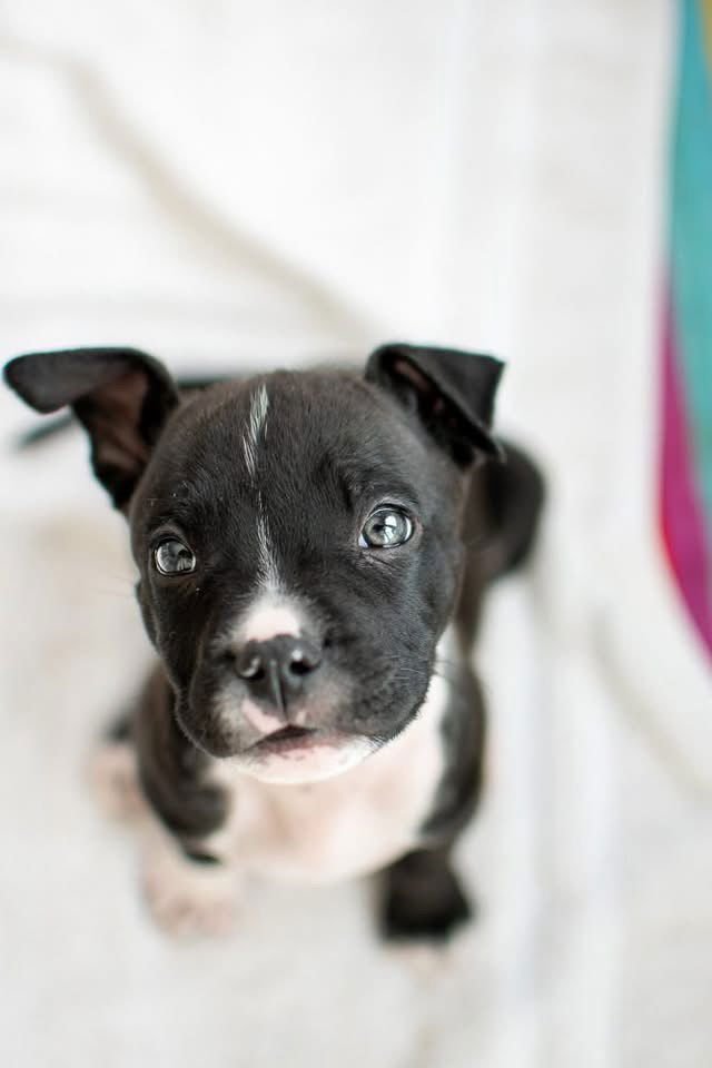 WOODY PRIDE - Unknown available for adoption