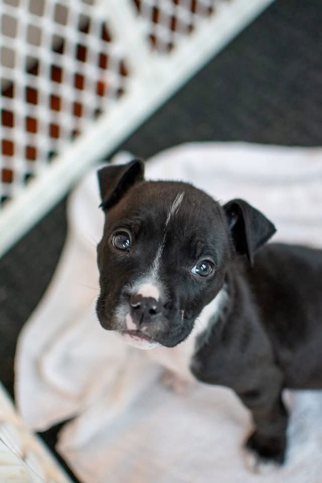 WOODY PRIDE - Unknown available for adoption