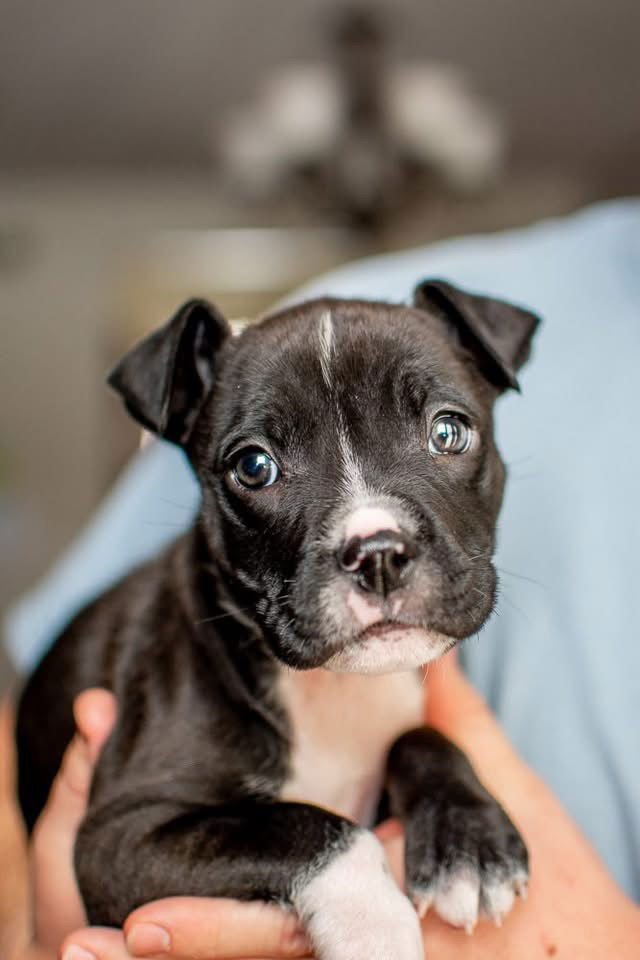 Woody Pride - Photo 3