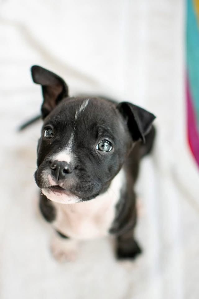 Woody Pride - Photo 4