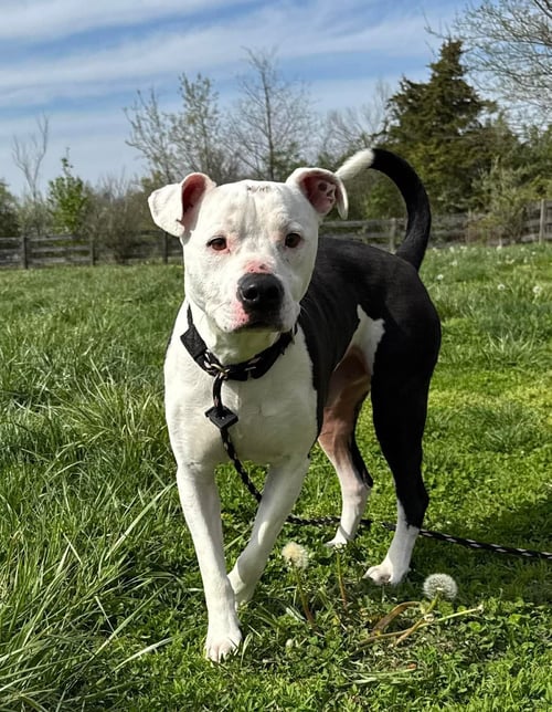 SNOWY - American Pit Bull Terrier available for adoption