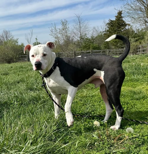 SNOWY - American Pit Bull Terrier available for adoption