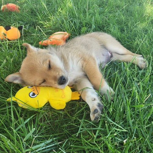BOGGLE - Golden Retriever / Australian Kelpie available for adoption
